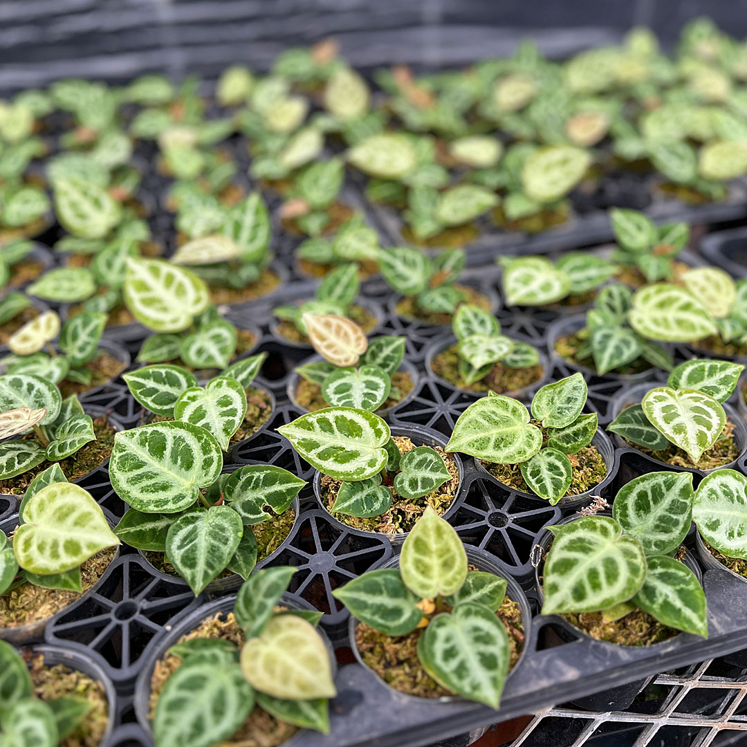 観葉植物 アンスリウム ドラヤキ 2.5号 イメージ2