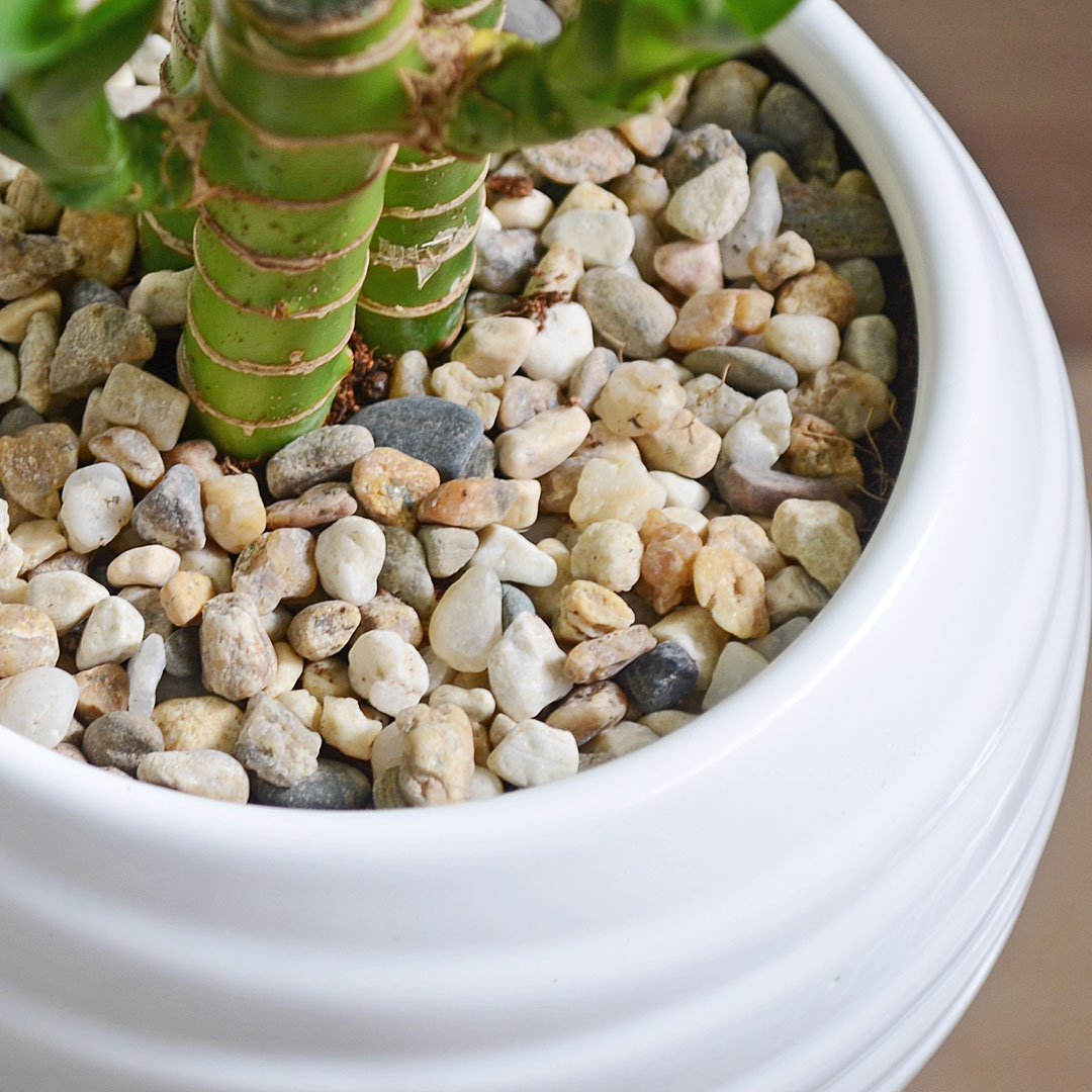 観葉植物 キングバンブー ボール形陶器鉢 土の表面の拡大