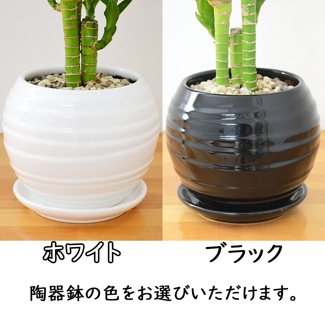 観葉植物 キングバンブー ボール形陶器鉢 陶器鉢の拡大