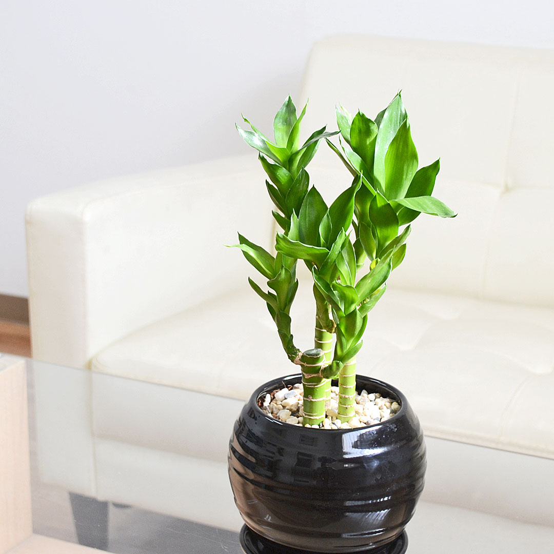 観葉植物 キングバンブー ボール形陶器鉢 イメージ3