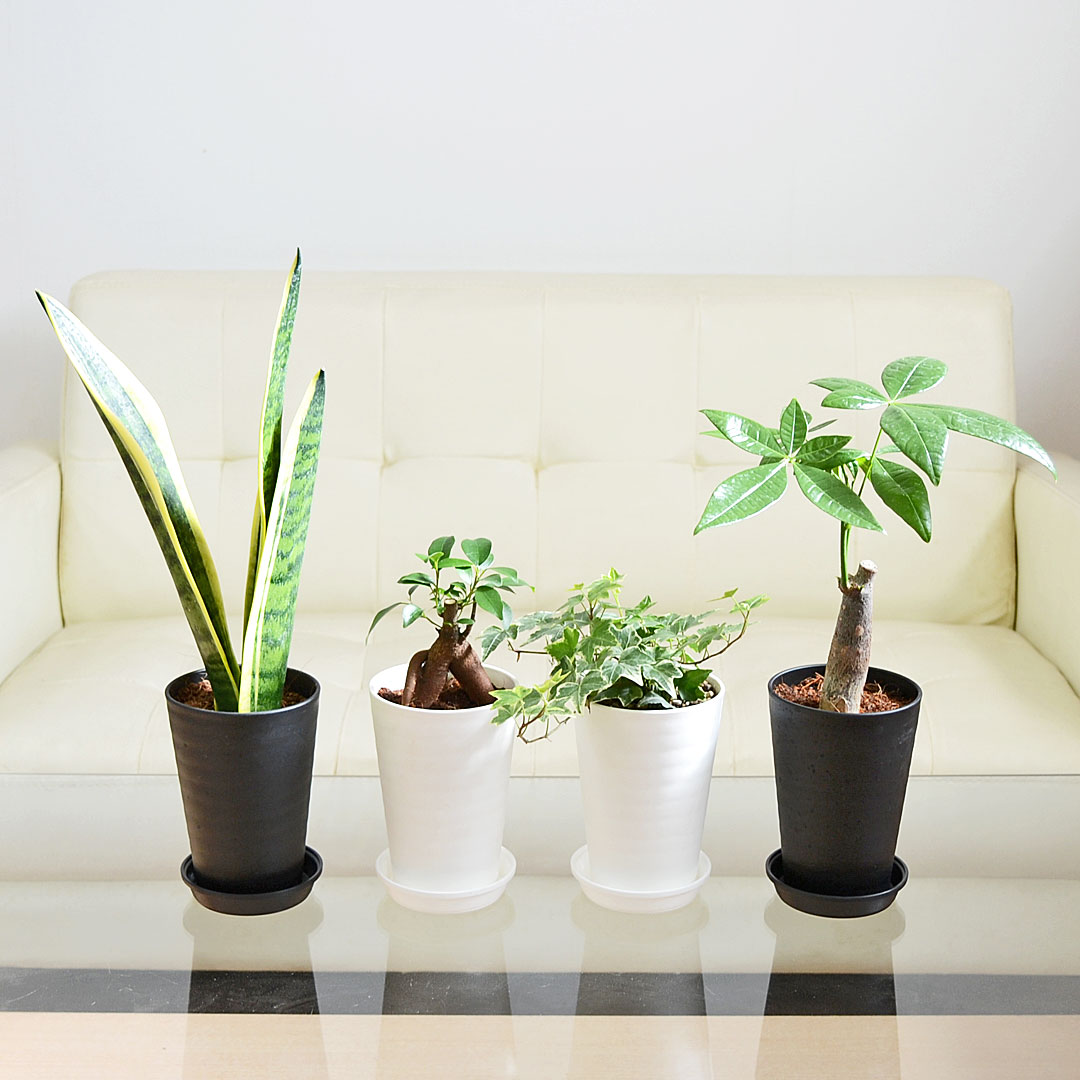 選べる観葉植物 セラアート鉢 3.5号 イメージ