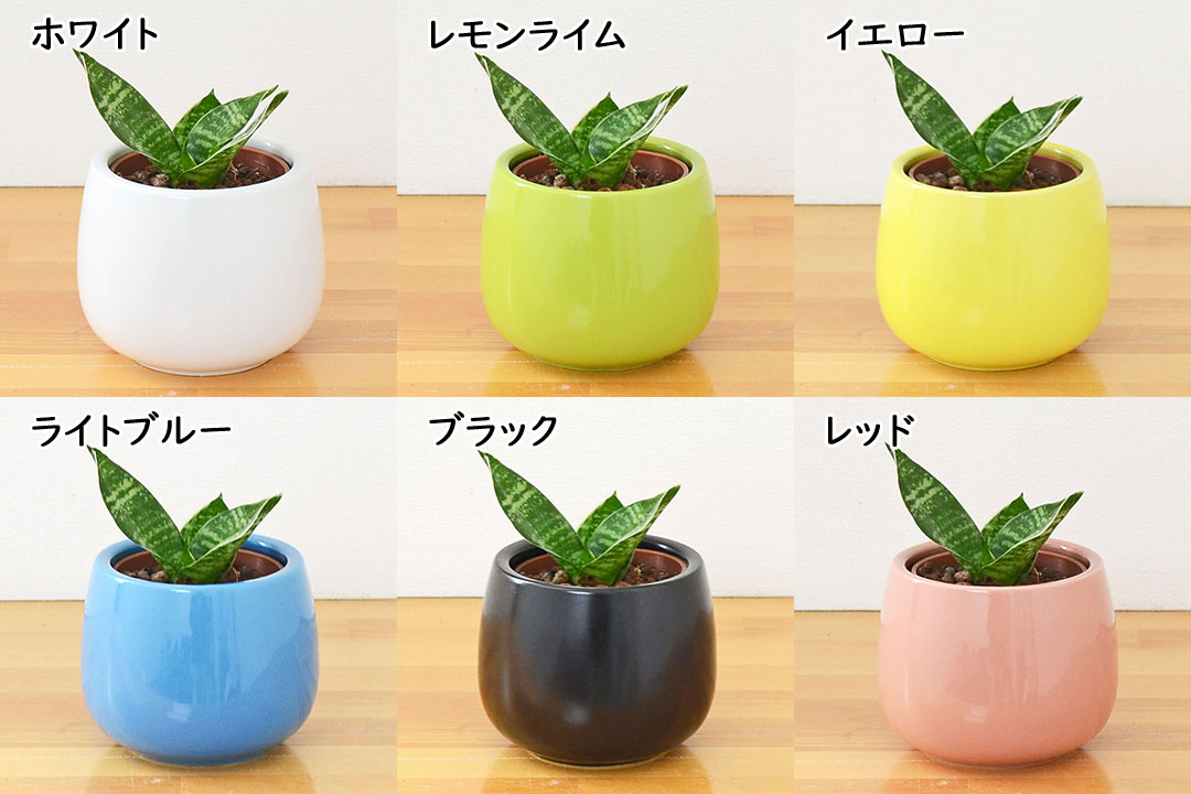 ミニ観葉植物 ハイロドカルチャー サンスベリア・グリーンハニー 鉢の種類