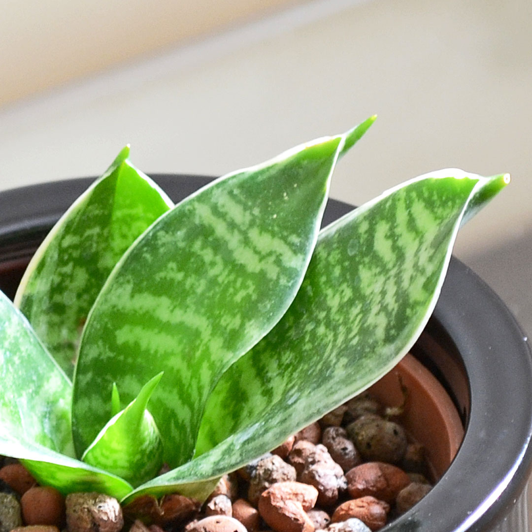 ミニ観葉植物 ハイロドカルチャー サンスベリア グリーンハニー イメージ2