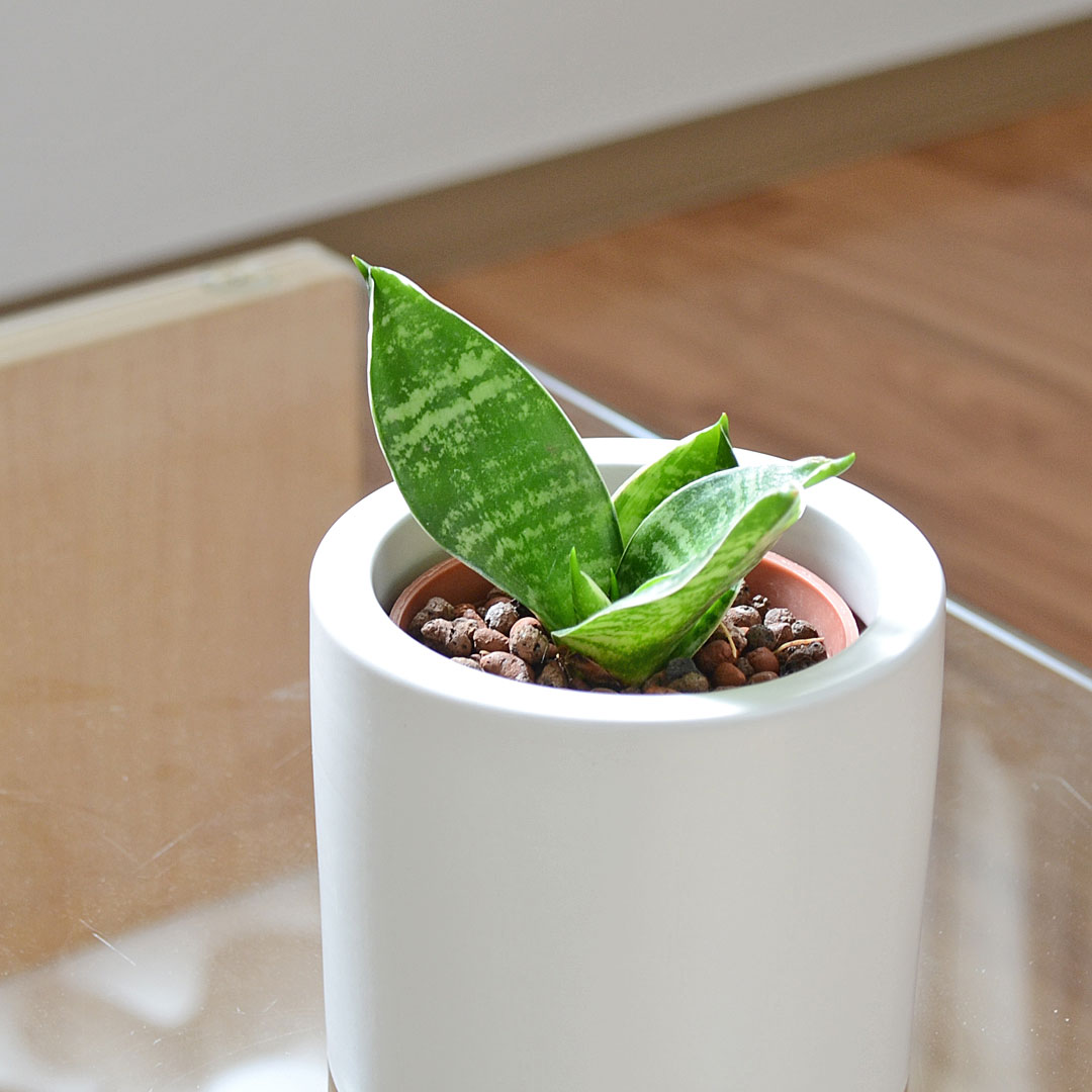 ミニ観葉植物 ハイロドカルチャー サンスベリア グリーンハニー イメージ1