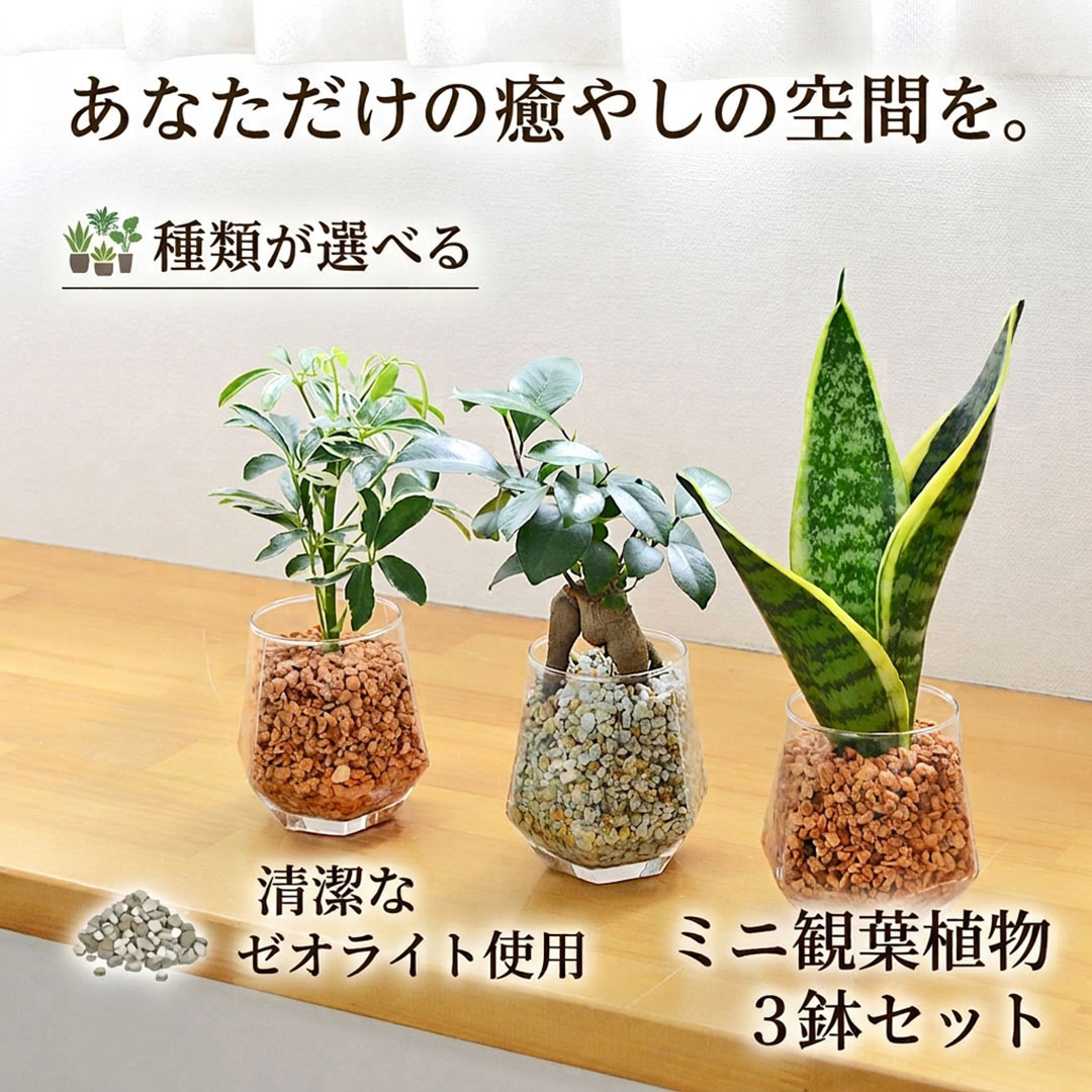 観葉植物 ハイドロカルチャー ヘキサグラス ゼオライト 3鉢セット イメージ