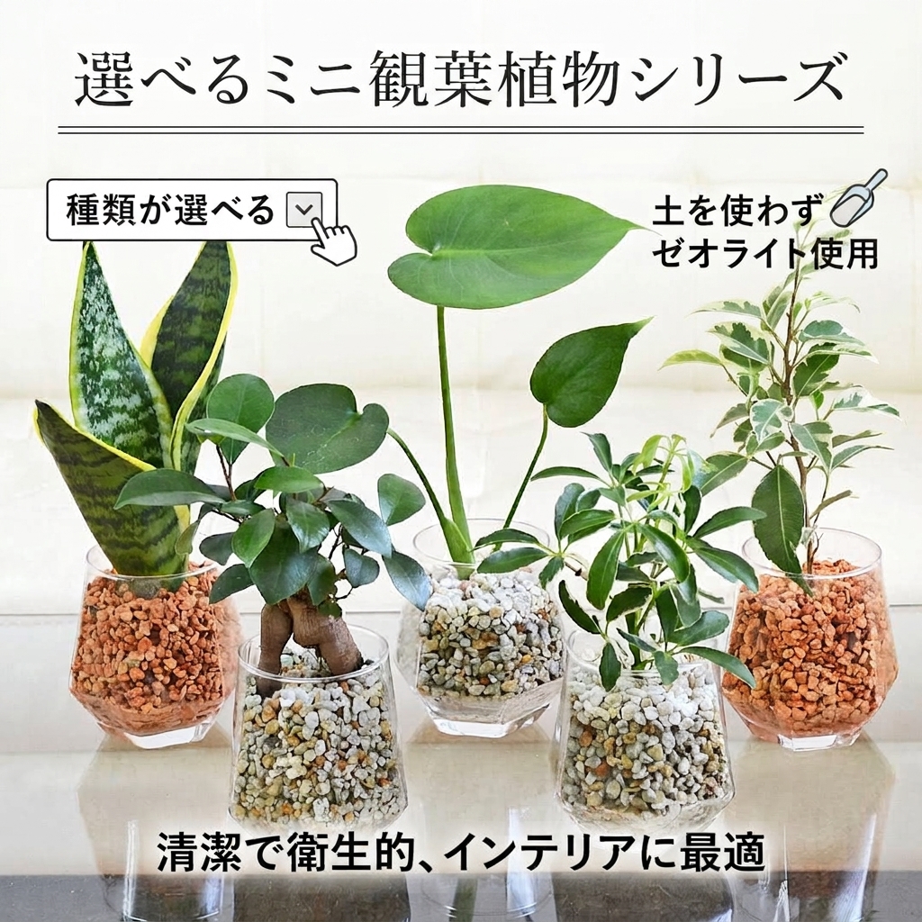観葉植物 ハイドロカルチャー ヘキサグラス ゼオライト イメージ