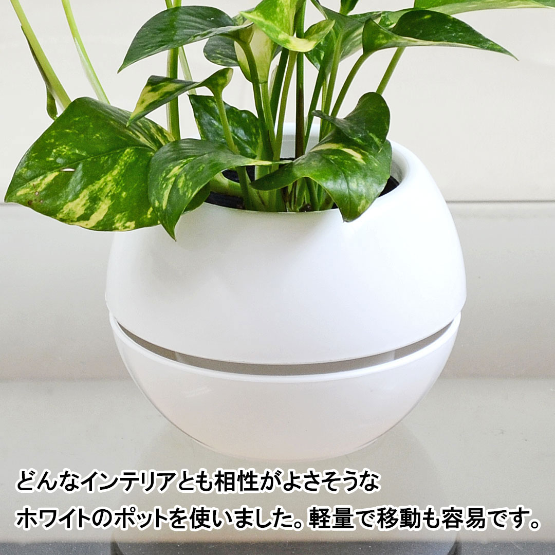 観葉植物 選べるポトス 3号 ポットの拡大