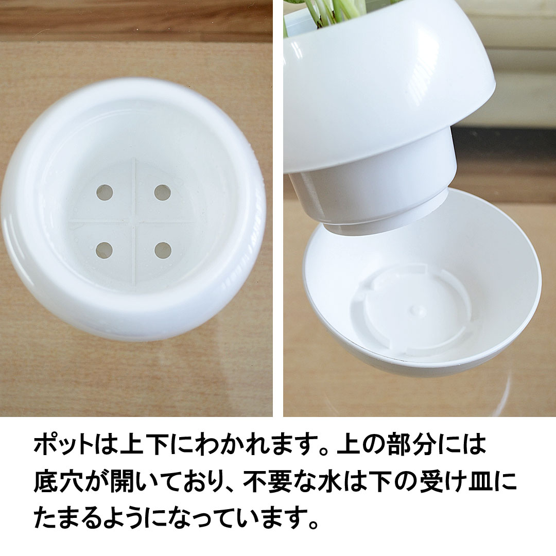 観葉植物 選べるポトス 3号 ポットの説明