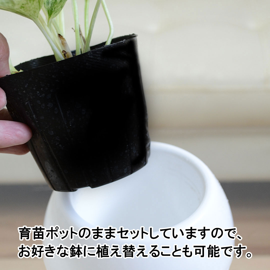 観葉植物 選べるポトス 3号 育苗ポットの説明