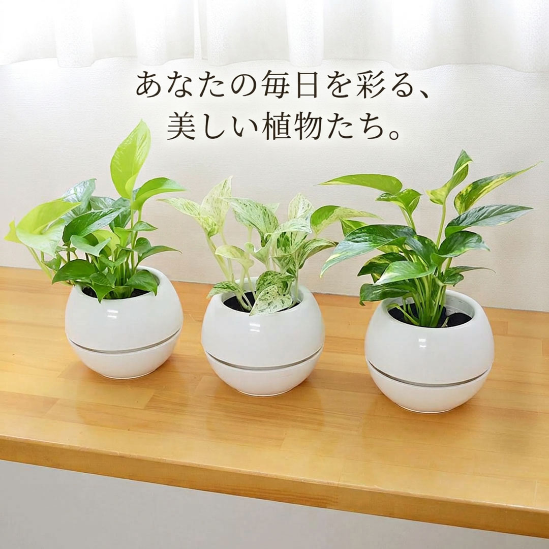 観葉植物 選べるポトス 3号 イメージ