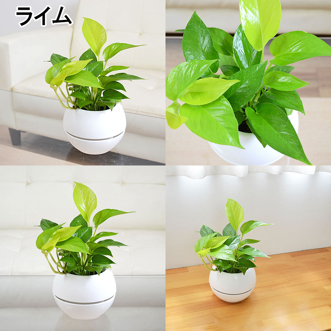 観葉植物 選べるポトス 3号 ライム
