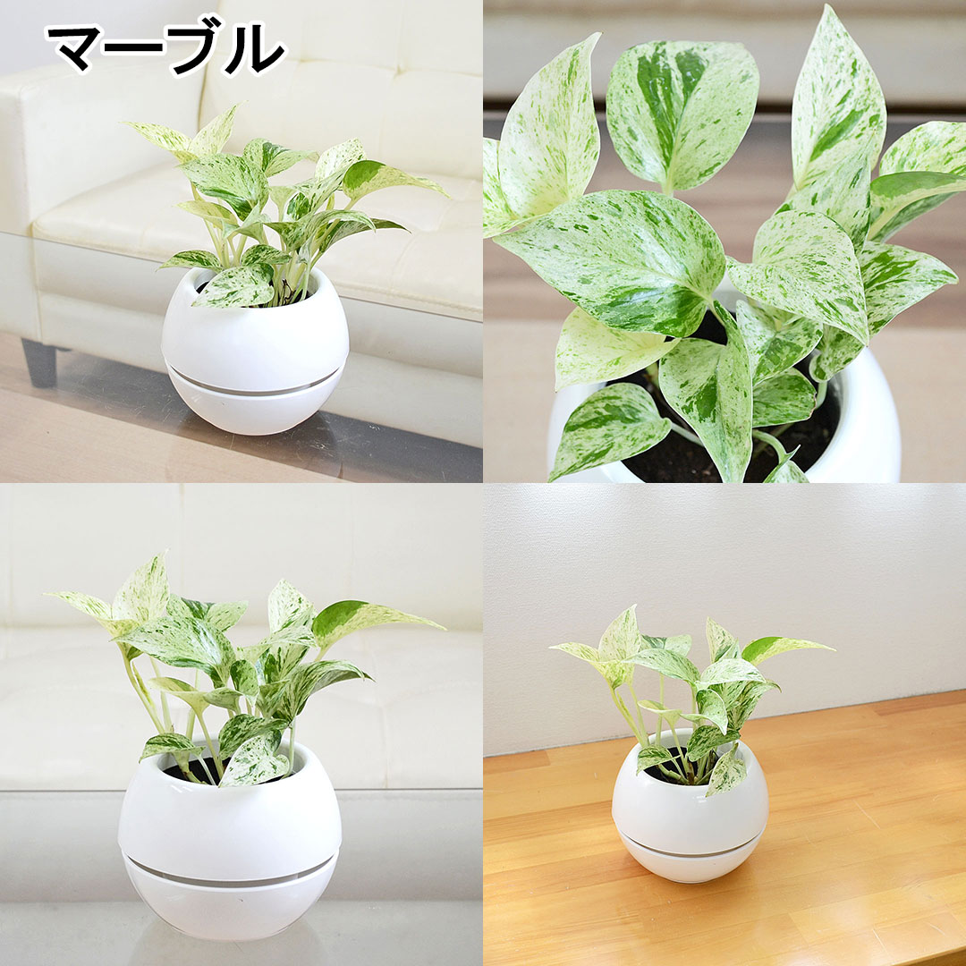 観葉植物 選べるポトス 3号 マーブル