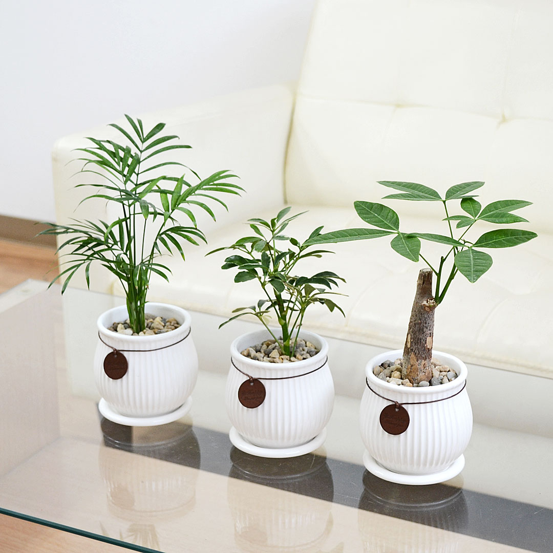 観葉植物 タグ付き陶器鉢 イメージ