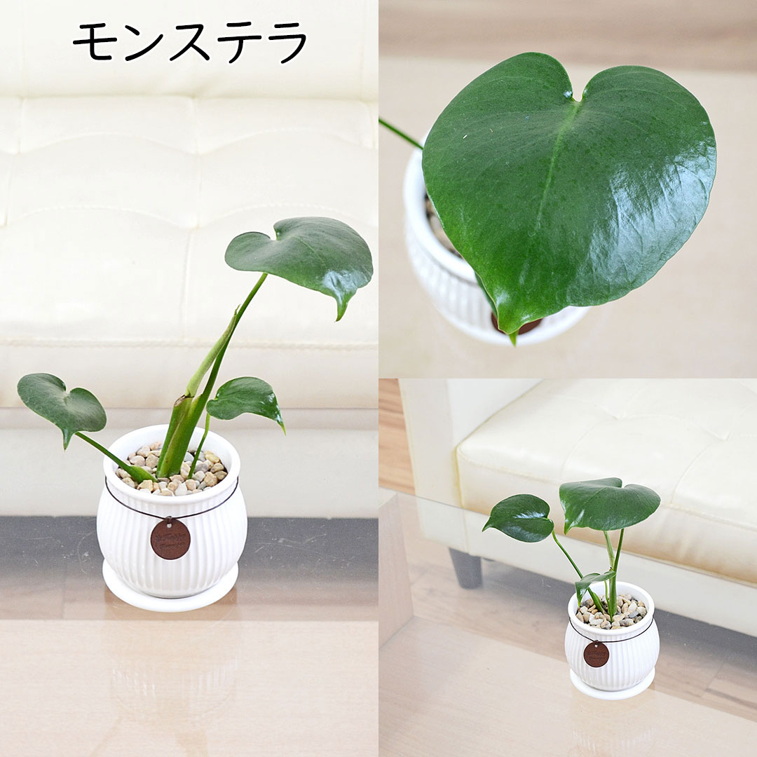 観葉植物 タグ付き陶器鉢 モンステラ