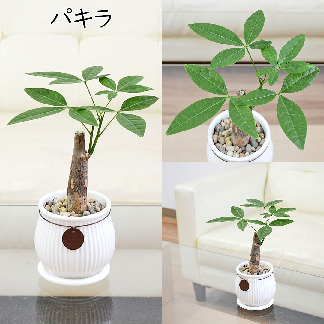 観葉植物 タグ付き陶器鉢 パキラ