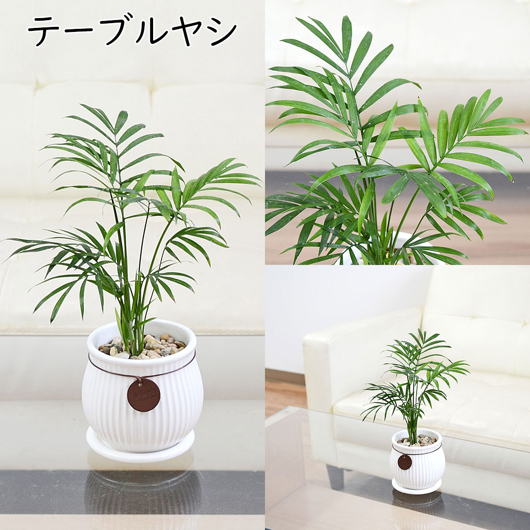 観葉植物 タグ付き陶器鉢 テーブルヤシ