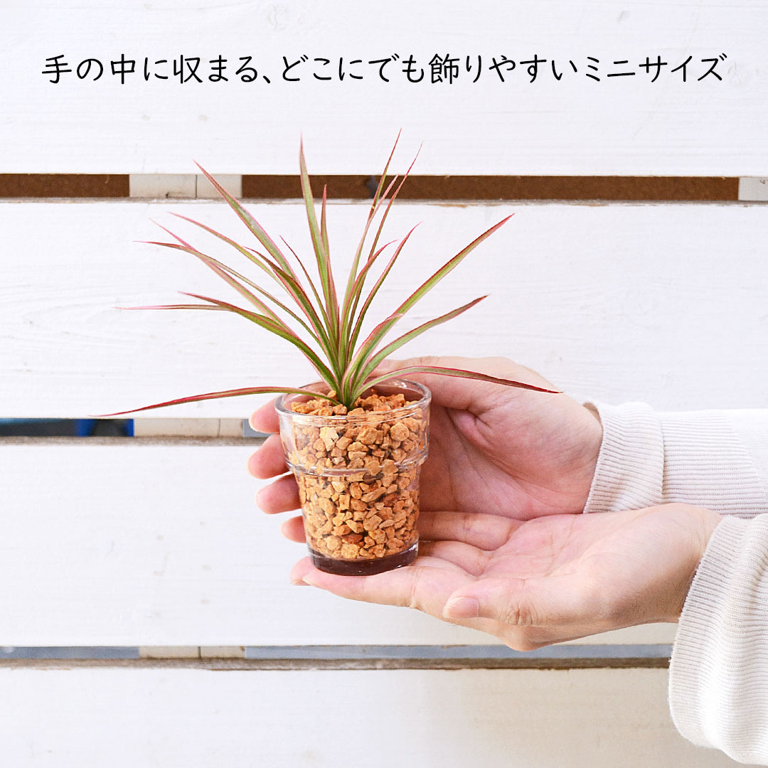 ミニ観葉植物 ハイドロカルチャー ゼオライト 4鉢セット サイズイメージ