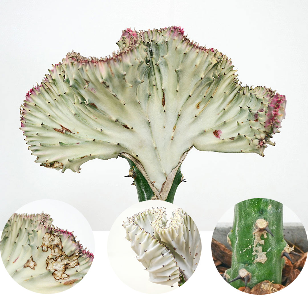 多肉植物 マハラジャ ユーフォルビア キューブ陶器鉢 葉の拡大