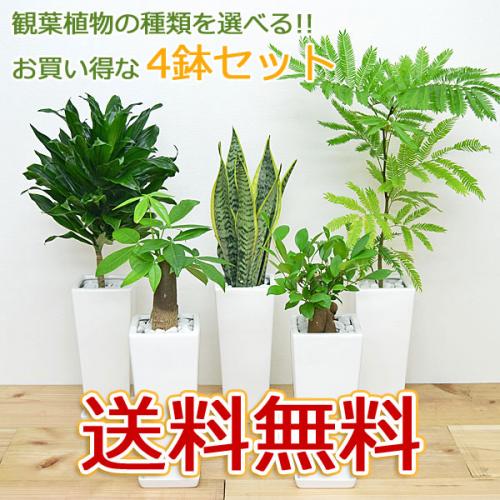 送料無料 観葉植物 サンスベリア 陶器鉢植え 観葉植物の販売 ギフトならフラワーコーポレーション