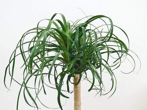 送料無料 観葉植物 ポニーテール トックリラン 中鉢 8号 観葉植物の販売 ギフトならフラワーコーポレーション